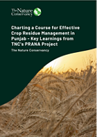 Policy brief cover with title and image of wheat.