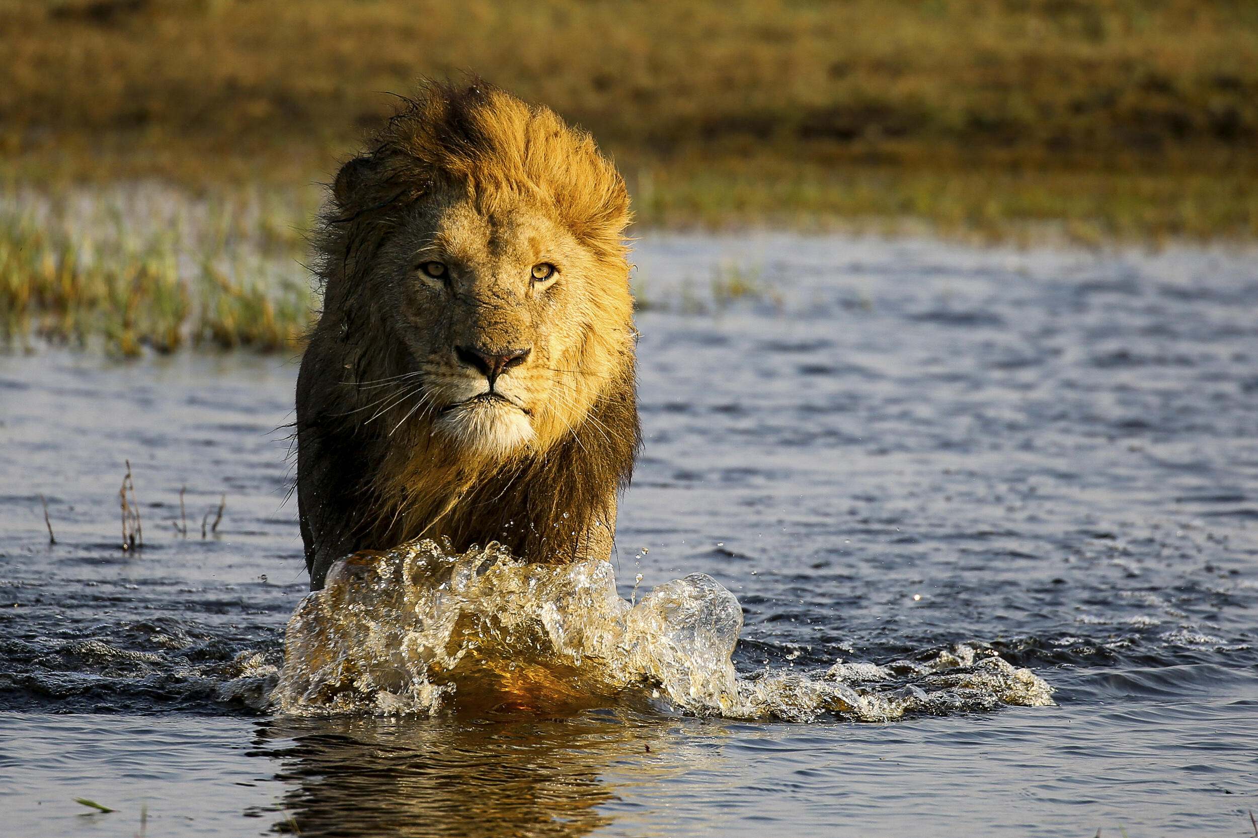 Un león vadea el agua en el delta del Okavango, Botsuana.