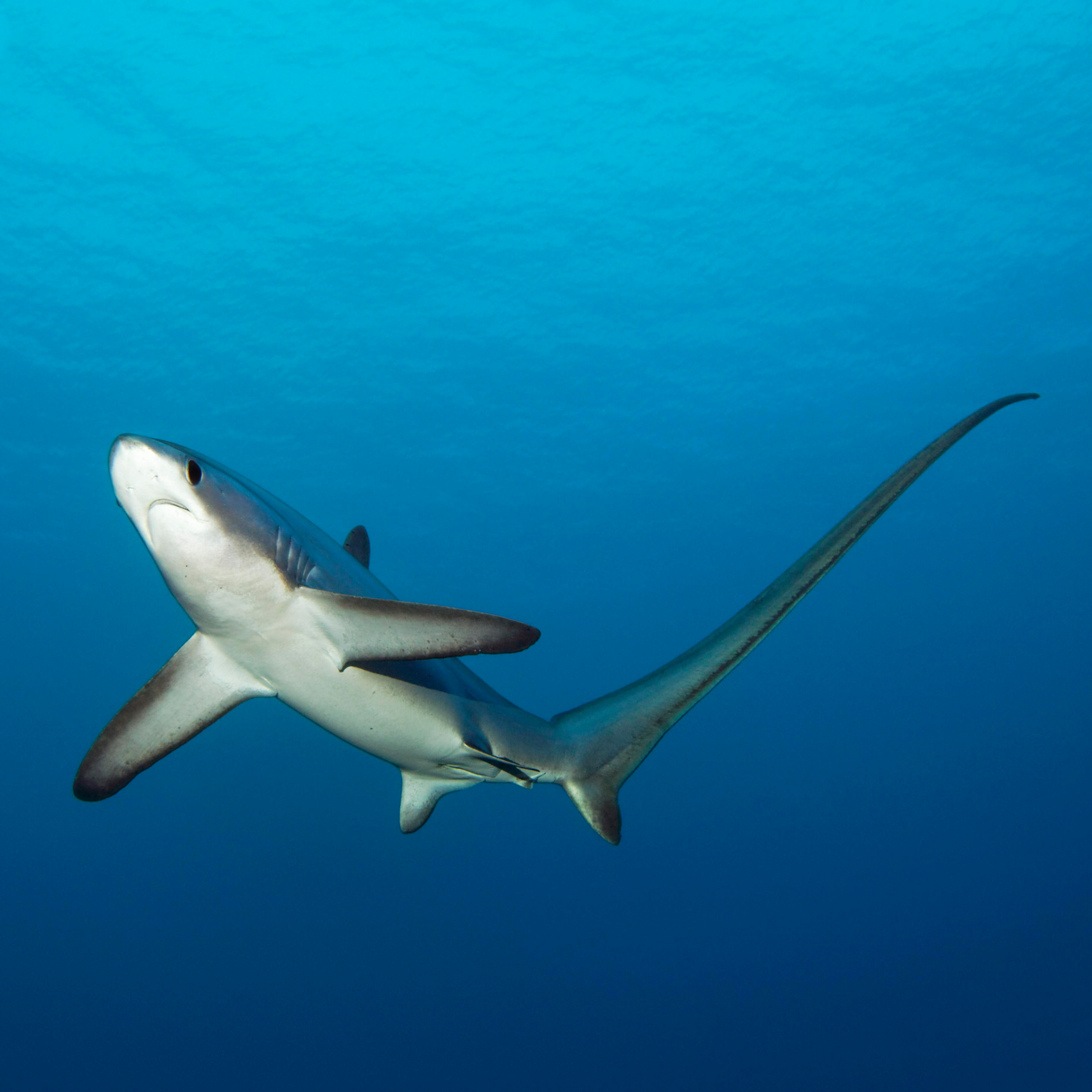 Common thresher shark swimming alone.