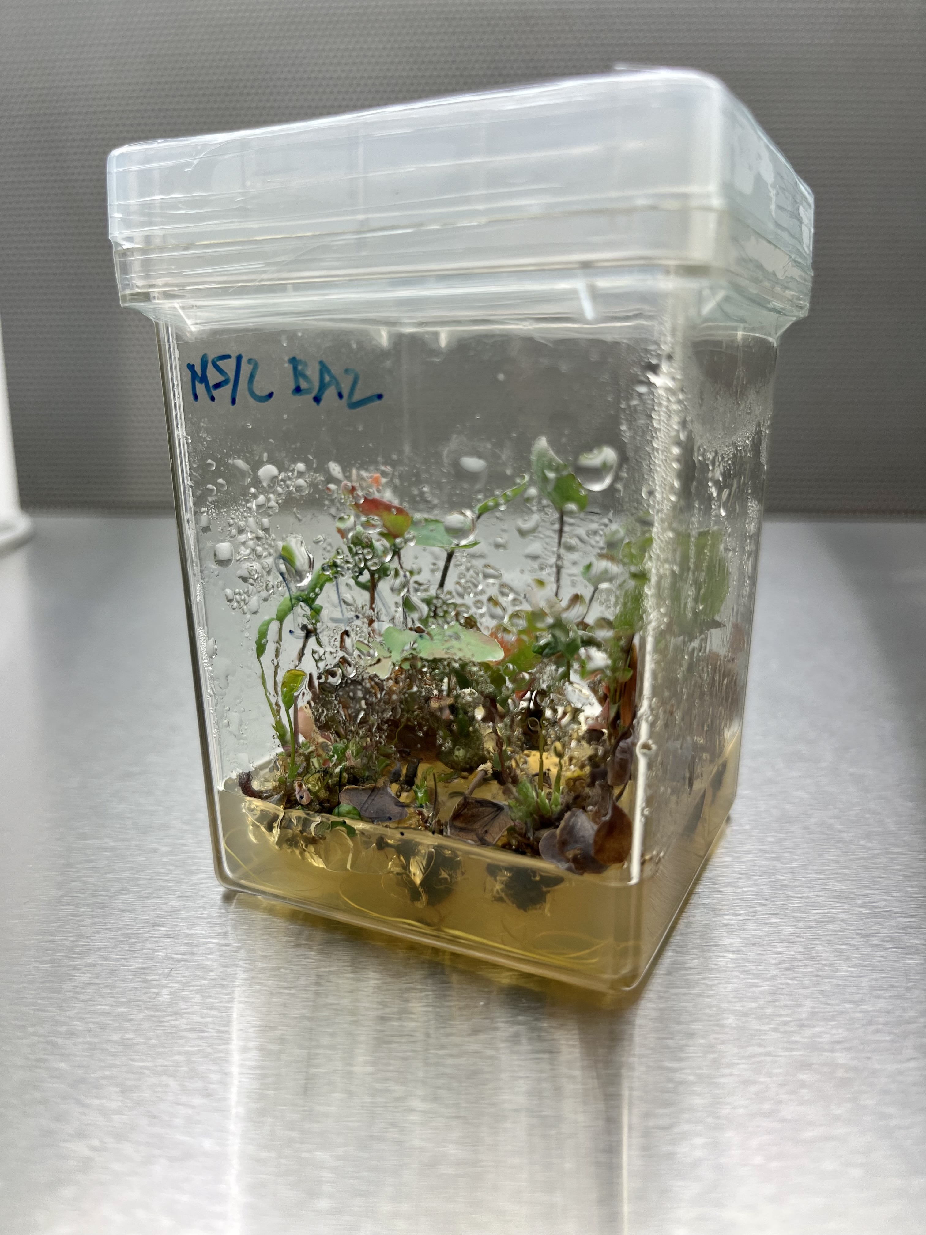 A plant specimen grows in a moist container.