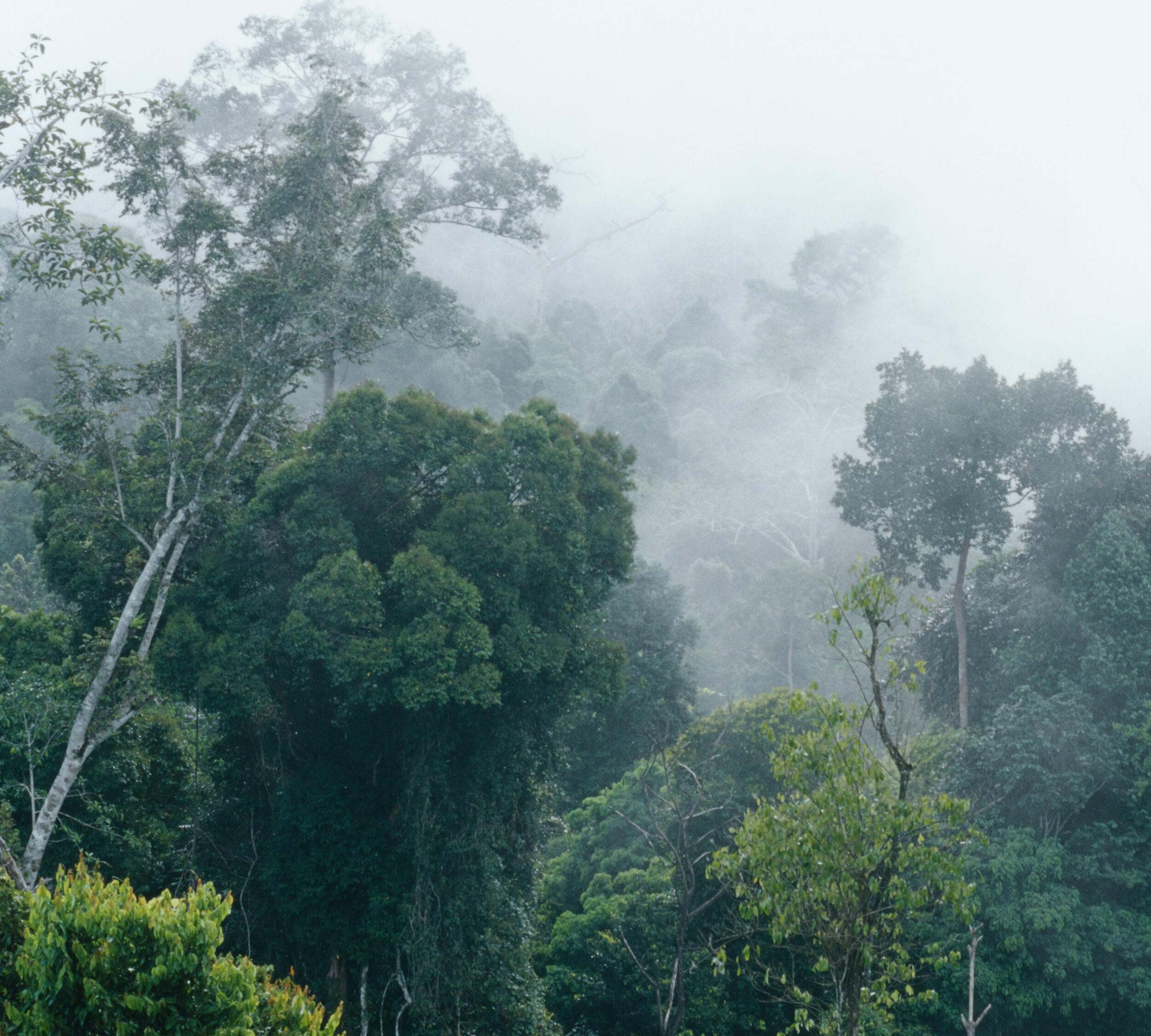 Vista del bosque de Kalimantan Oriental