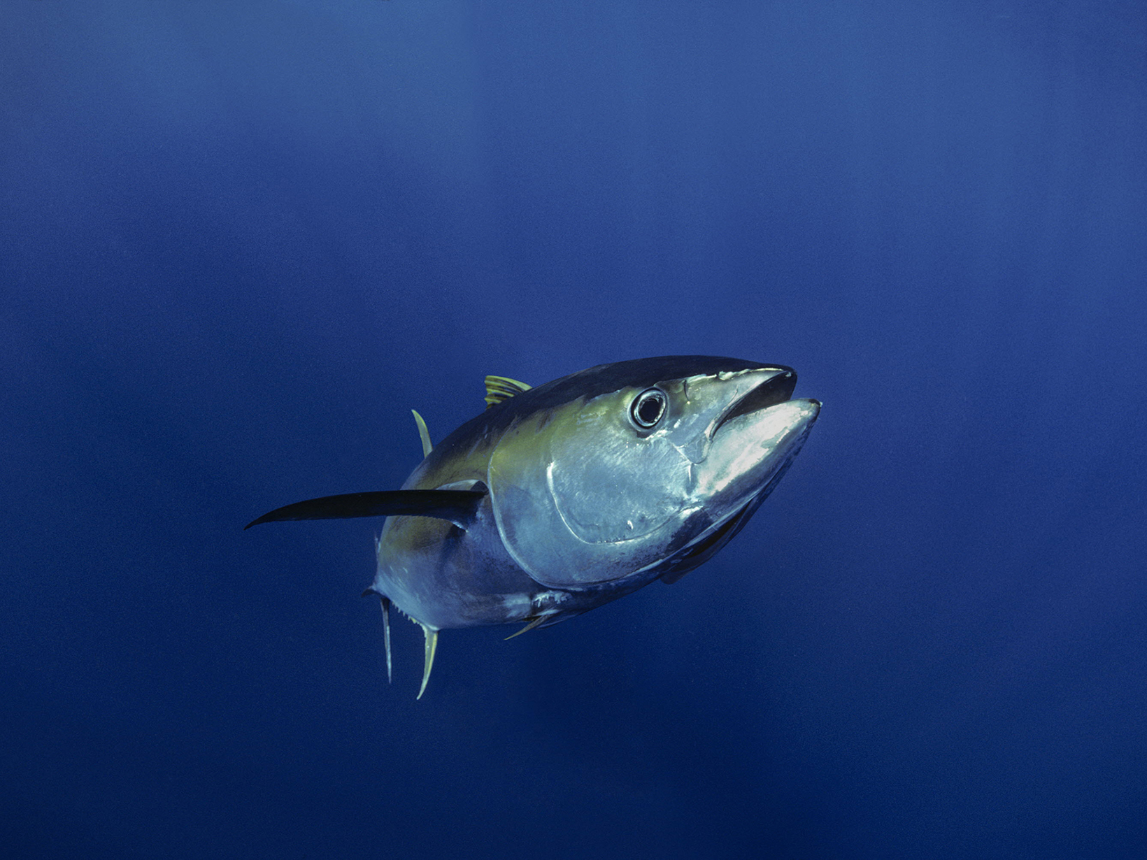 Giant yellowfin tuna in the Pacific Ocean.