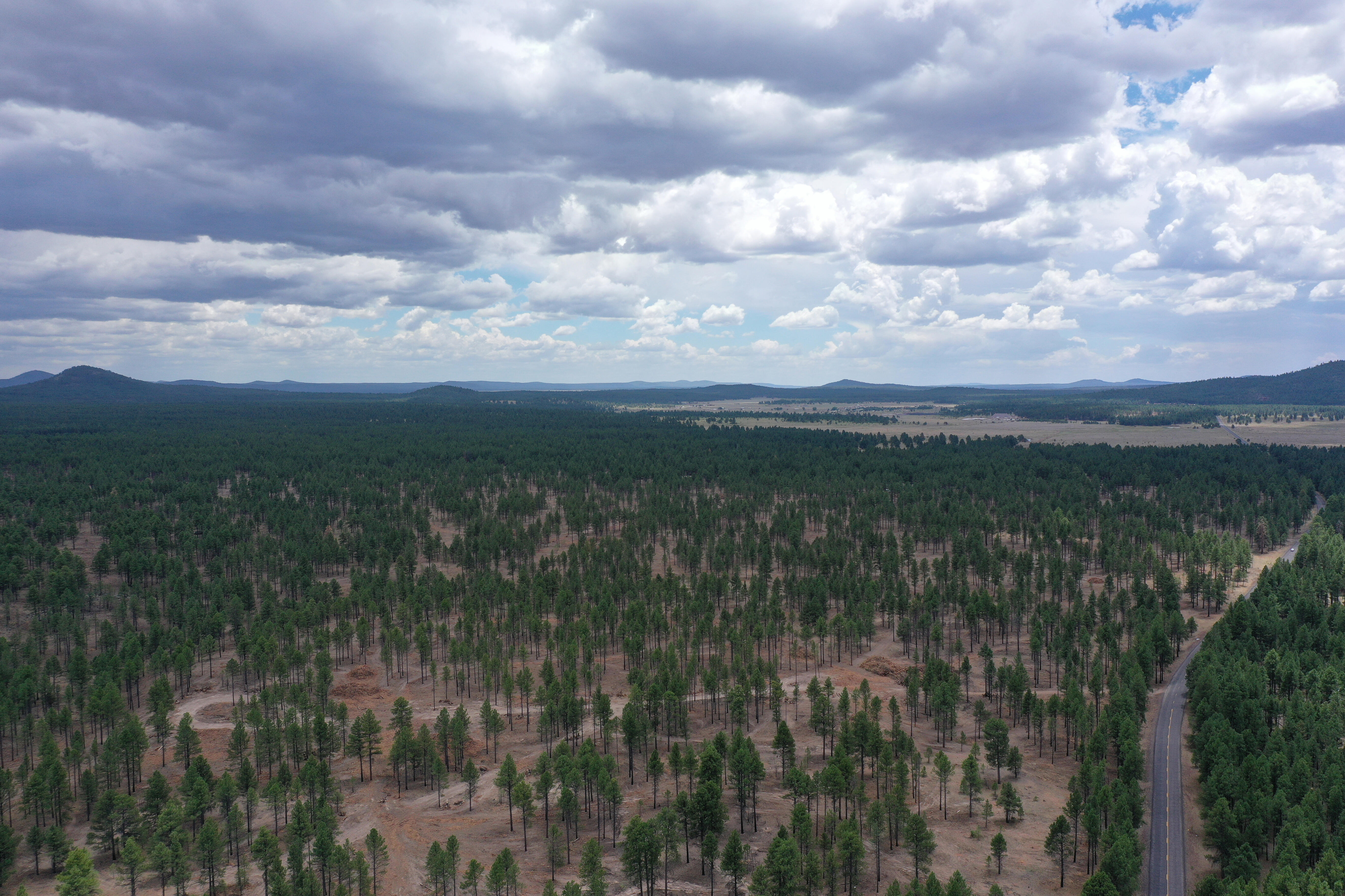 Aerial photo taken by a drone showing a forest thinning.