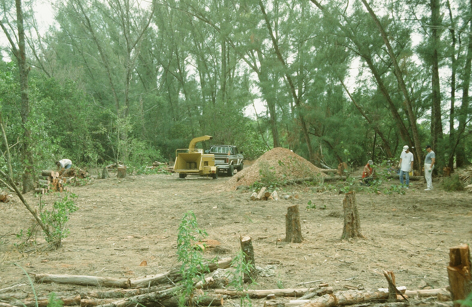 A truck and shredder in a clearing of invasive trees.