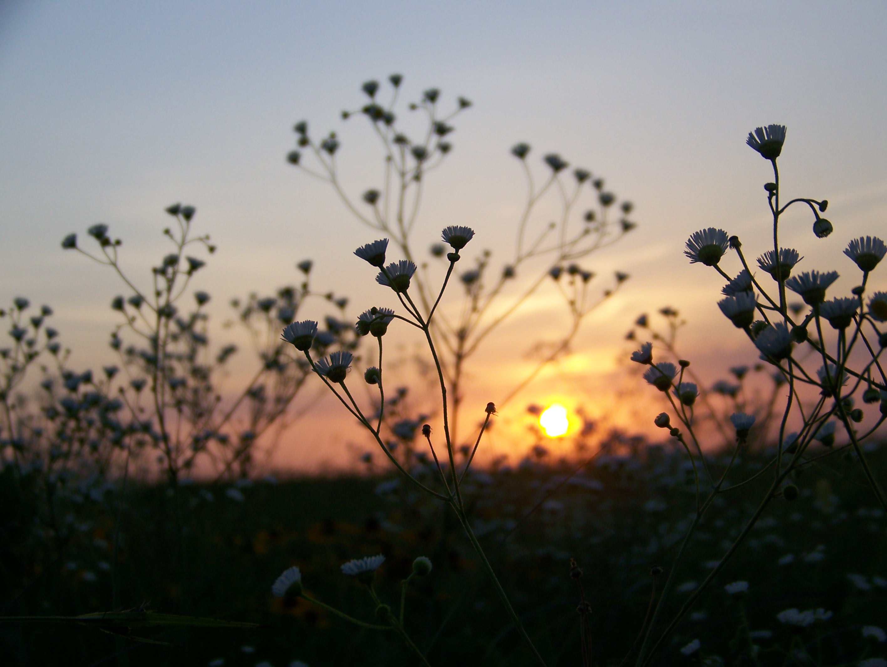 Wildflowers in silhouette as the sun sets.