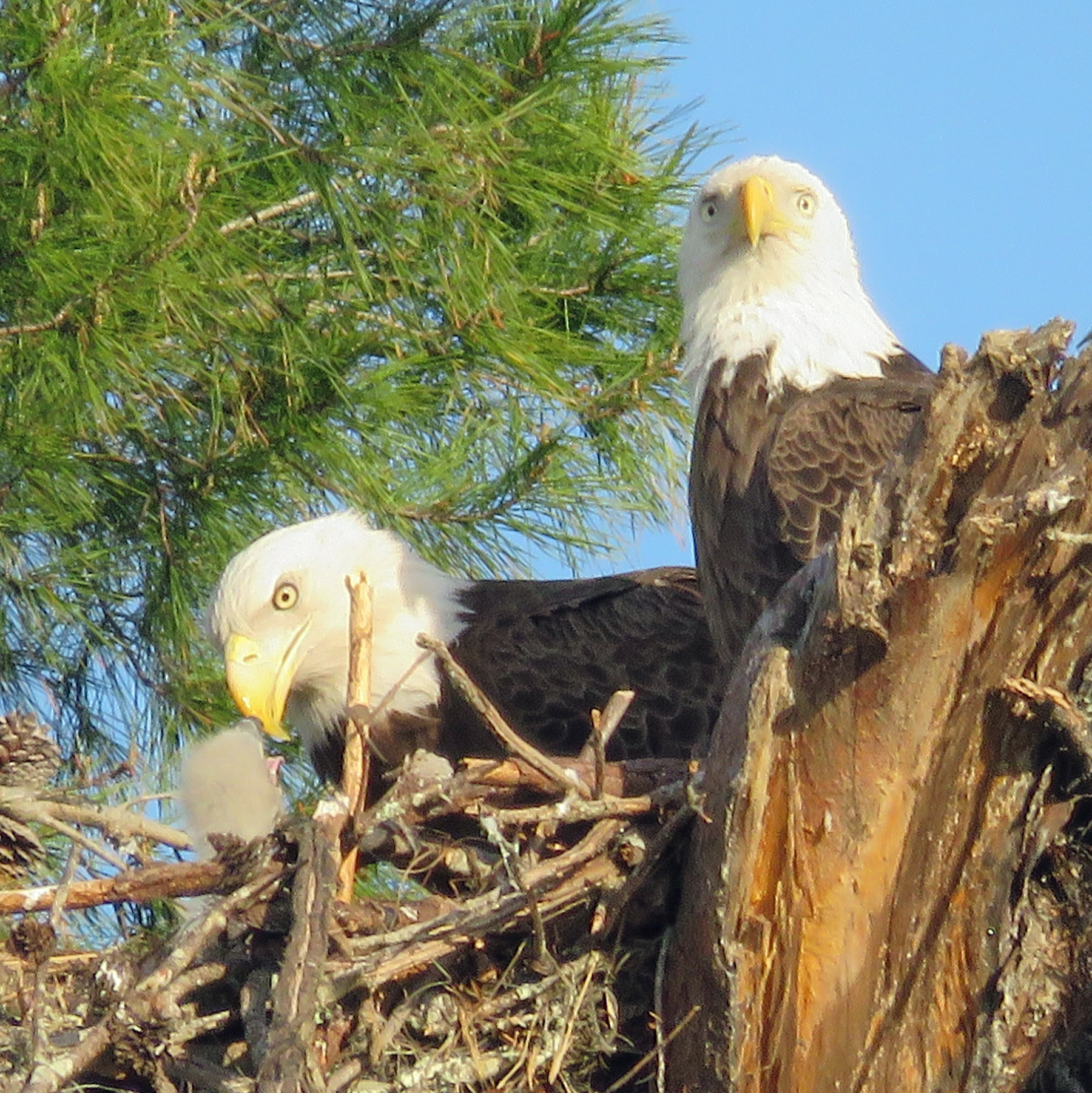 Nesting bald eagle family at Tiger Creek Preserve. 