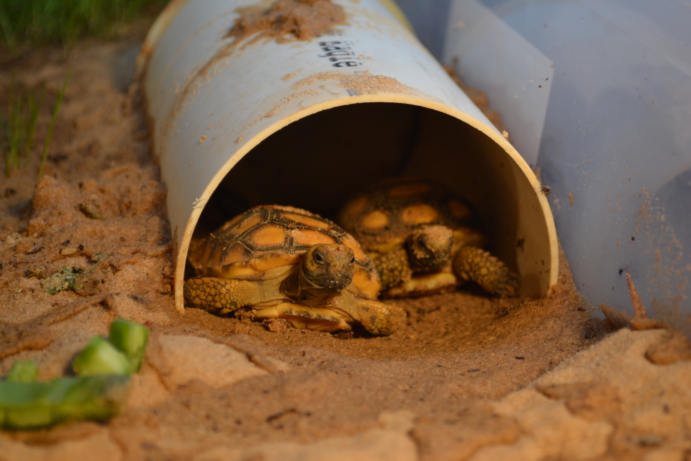 Two gopher tortoise hatchlings in a tunnel.