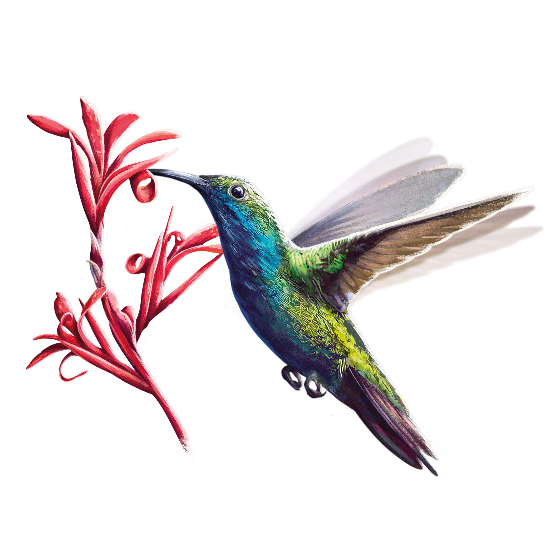 Polinizadoras